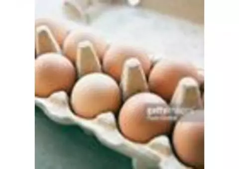 Eggs - farm fresh